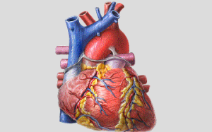 Cardiovascular Surgery Billing
